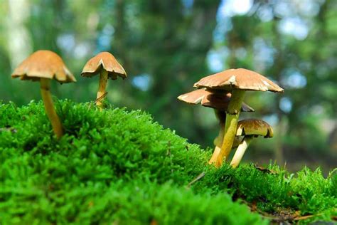 fun facts about psilocybin mushrooms